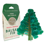 Crystal Growing Balsam Fir 