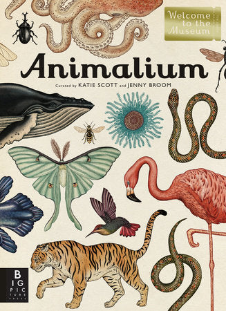 Animalium Book